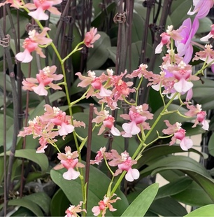 读月巧克力香水牛奶香文心兰蜜桃文心兰甜香