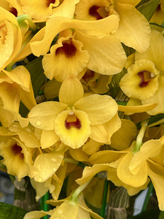 读月园甜蜜黄花红心春石斛转色花带香味