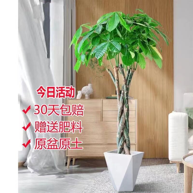 辫子发财树招财进宝好养易活