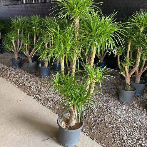 绿植龙血树净化空气多头直发盆栽