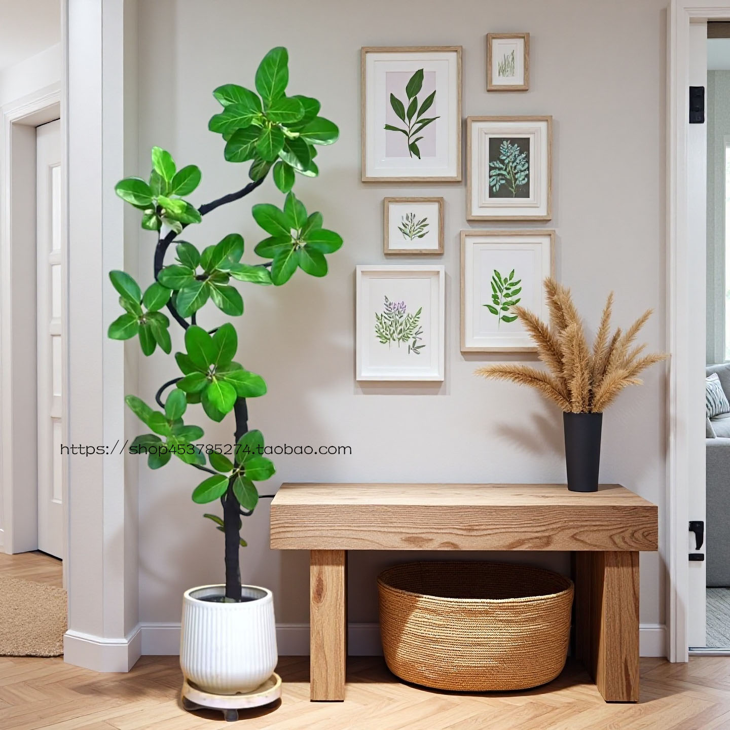 孟加拉榕高山榕客厅好养养死包赔