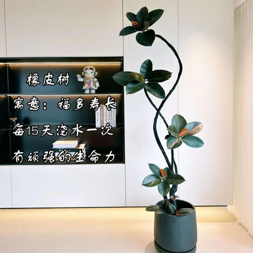 造型黑金刚橡皮树吸甲醛好养活