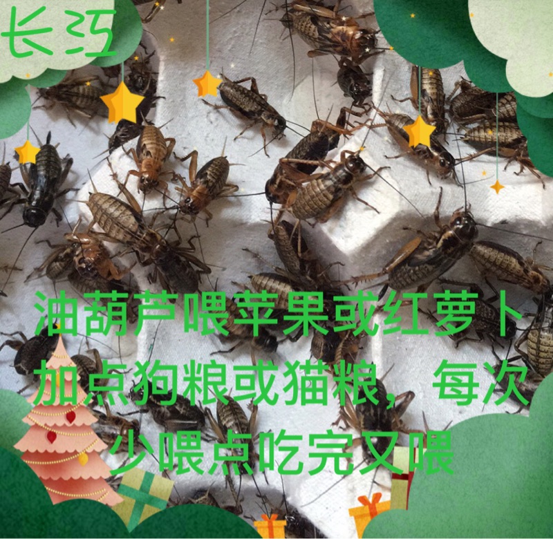 油葫芦大蟋蟀蛐蛐活体画眉鸟食爬虫宠物饲料北京龙鱼胡蜂饲料包邮