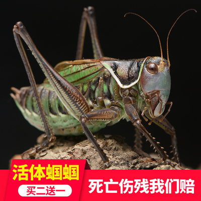 铁蝈蝈活体大肚子翡翠绿鸣虫