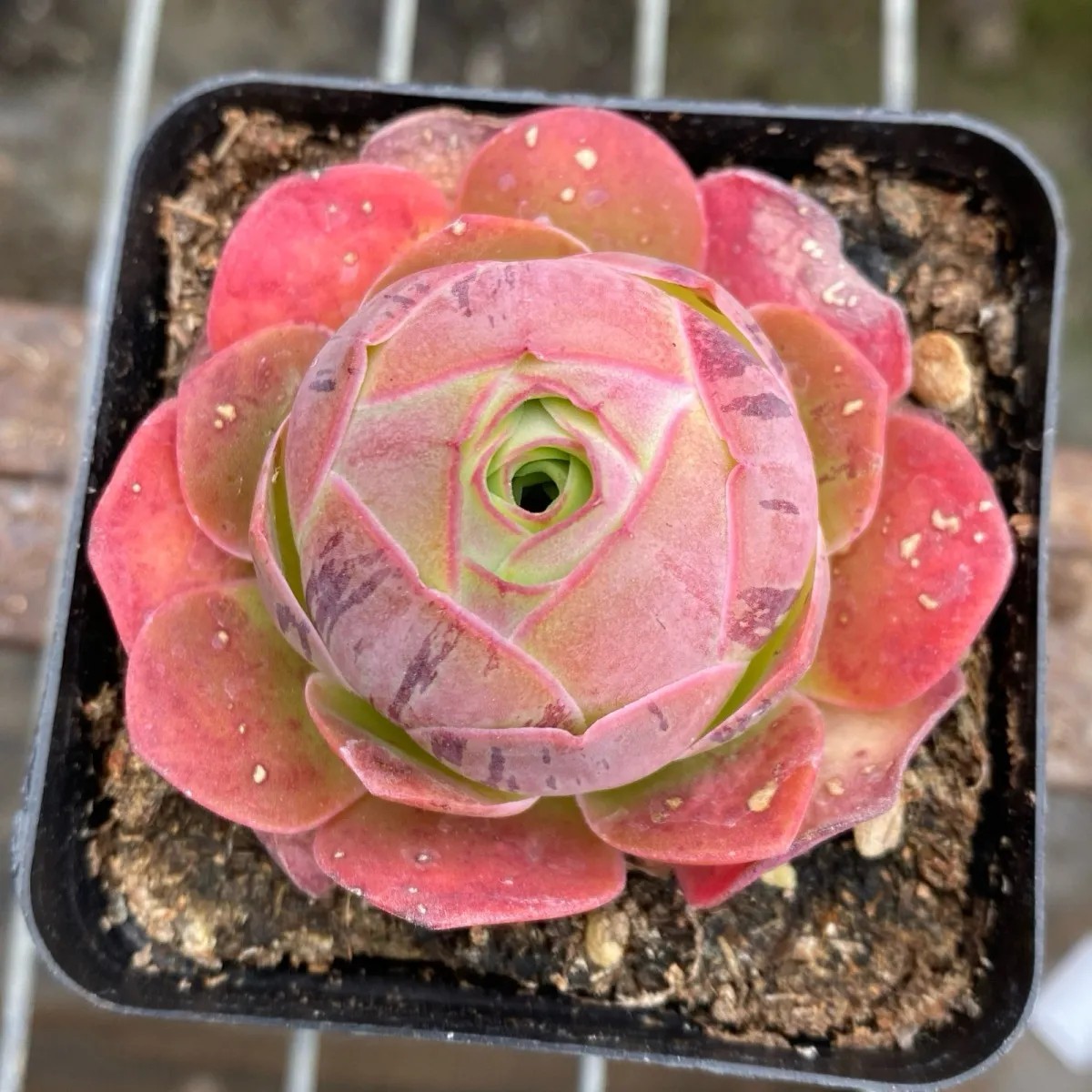 多肉植物山地玫瑰多头盆栽室内阳多肉植物