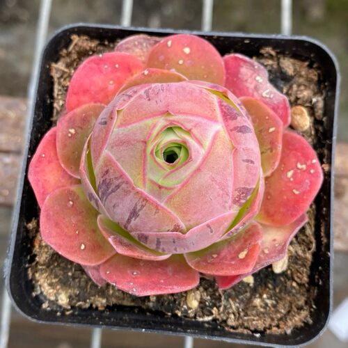 多肉植物山地玫瑰多头盆栽室内阳台办公室好养水蜜桃酒杯老桩组合