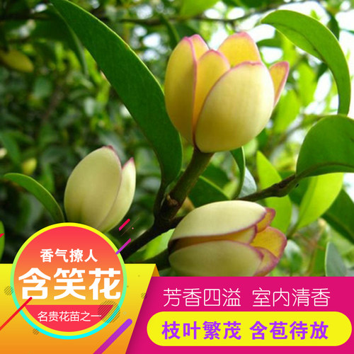 含笑花树苗 浓香型 香妃红花含笑 花卉盆栽易活 四季庭院植物耐寒 - 封面