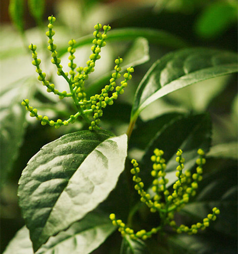 绿植阳台盆栽四季兰花苗包邮