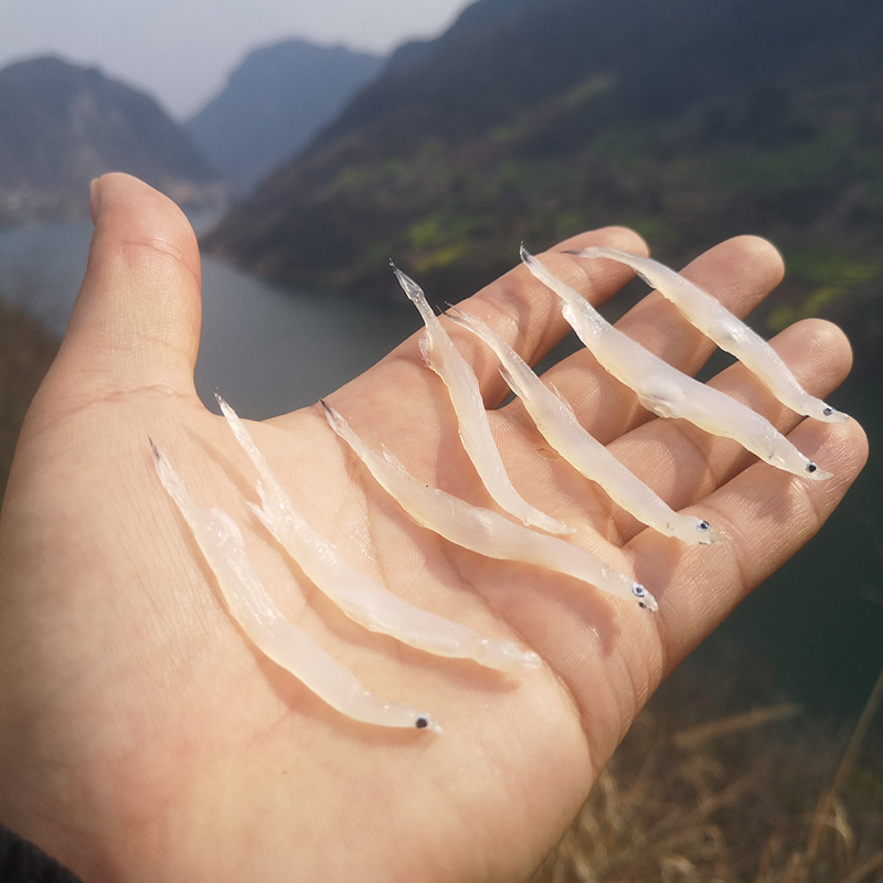 湖北特產(chǎn)正宗宜昌小銀魚干10成全干農(nóng)家干貨淡水新鮮魚干孕婦食品