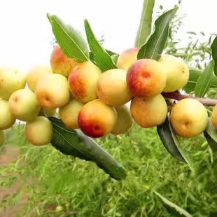 枣树活苗大枣超甜嫁接北方南方种植庭院树苗果树苗盆栽地栽结果苗