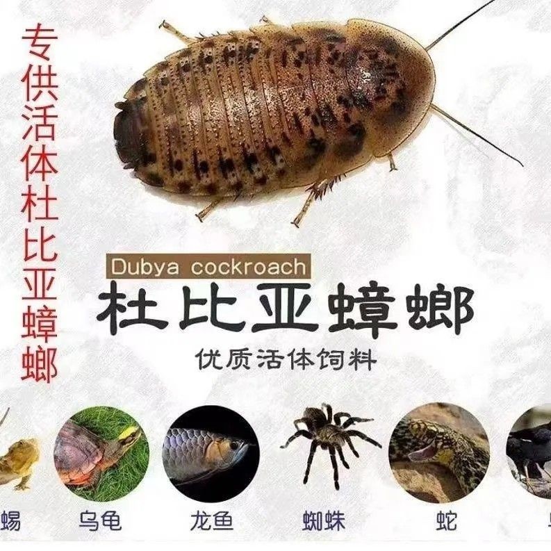 杜比亚蟑螂活体饲料活虫樱桃蟑螂观赏鱼饲料