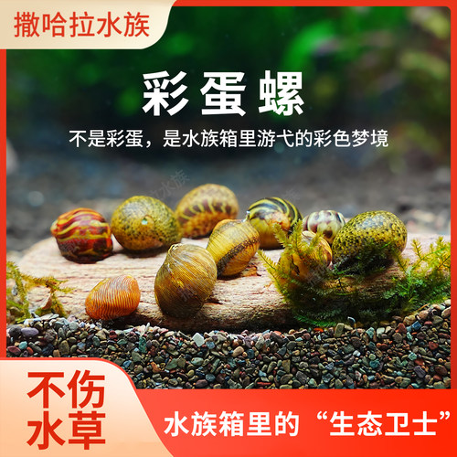 彩蛋螺观赏螺除藻残渣鱼缸工具螺