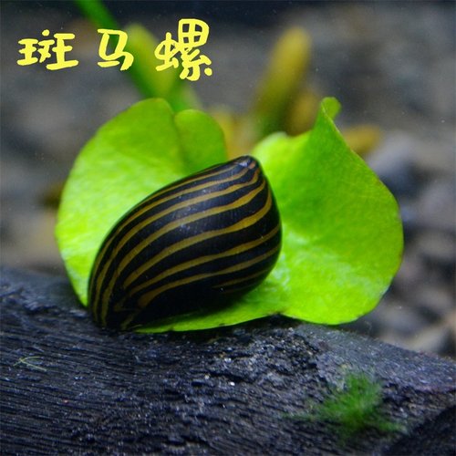 斑马螺观赏螺苹果螺黑金