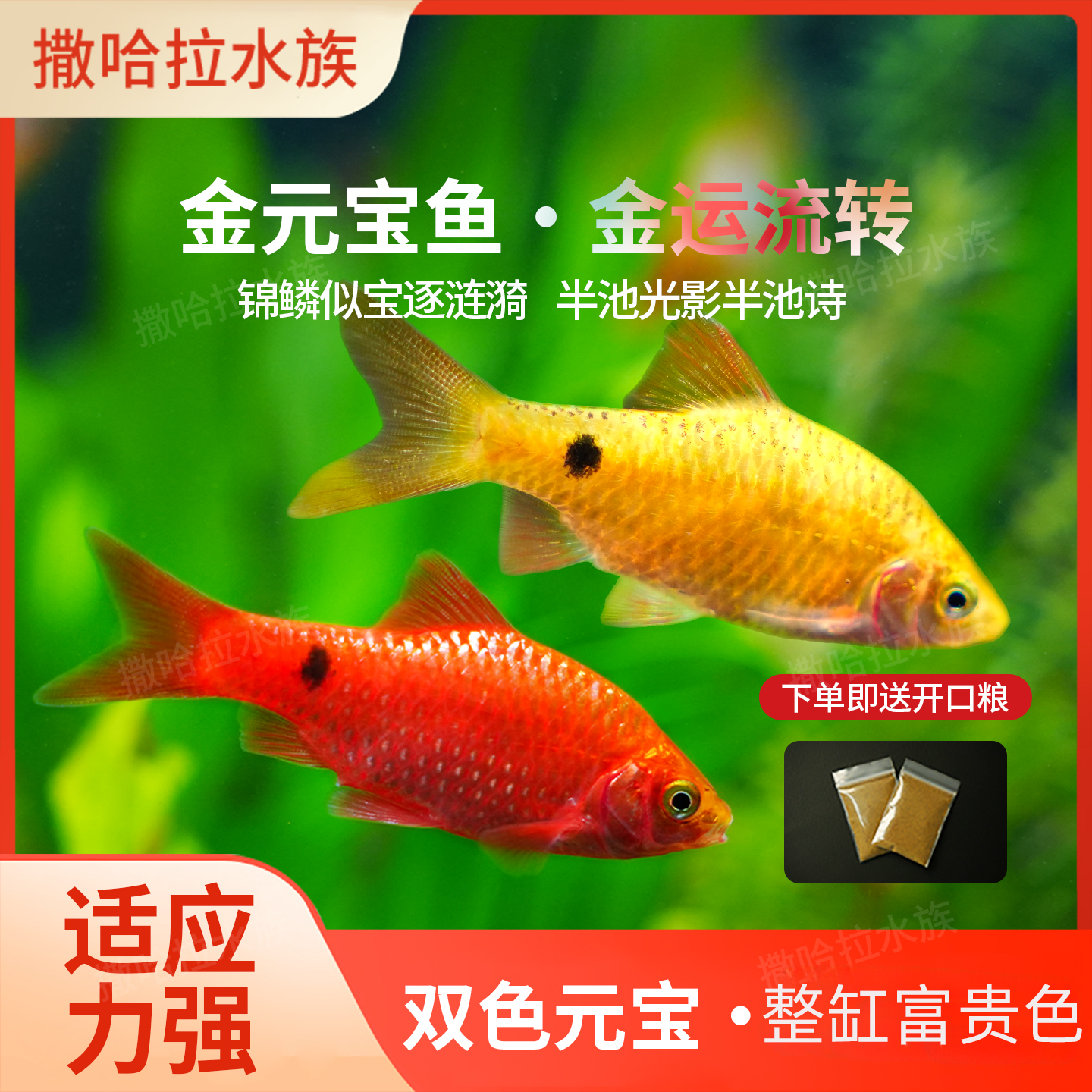 金元宝鱼玫瑰鲫鱼群体观赏鱼易饲养耐活耐低温闯缸群游观赏草缸鱼