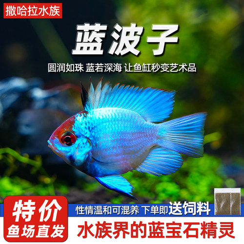 阿凡达宝蓝小型慈鲷热带鱼