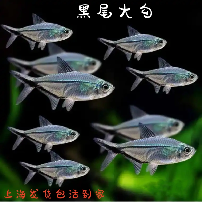 黑尾大勾热带鱼观赏鱼