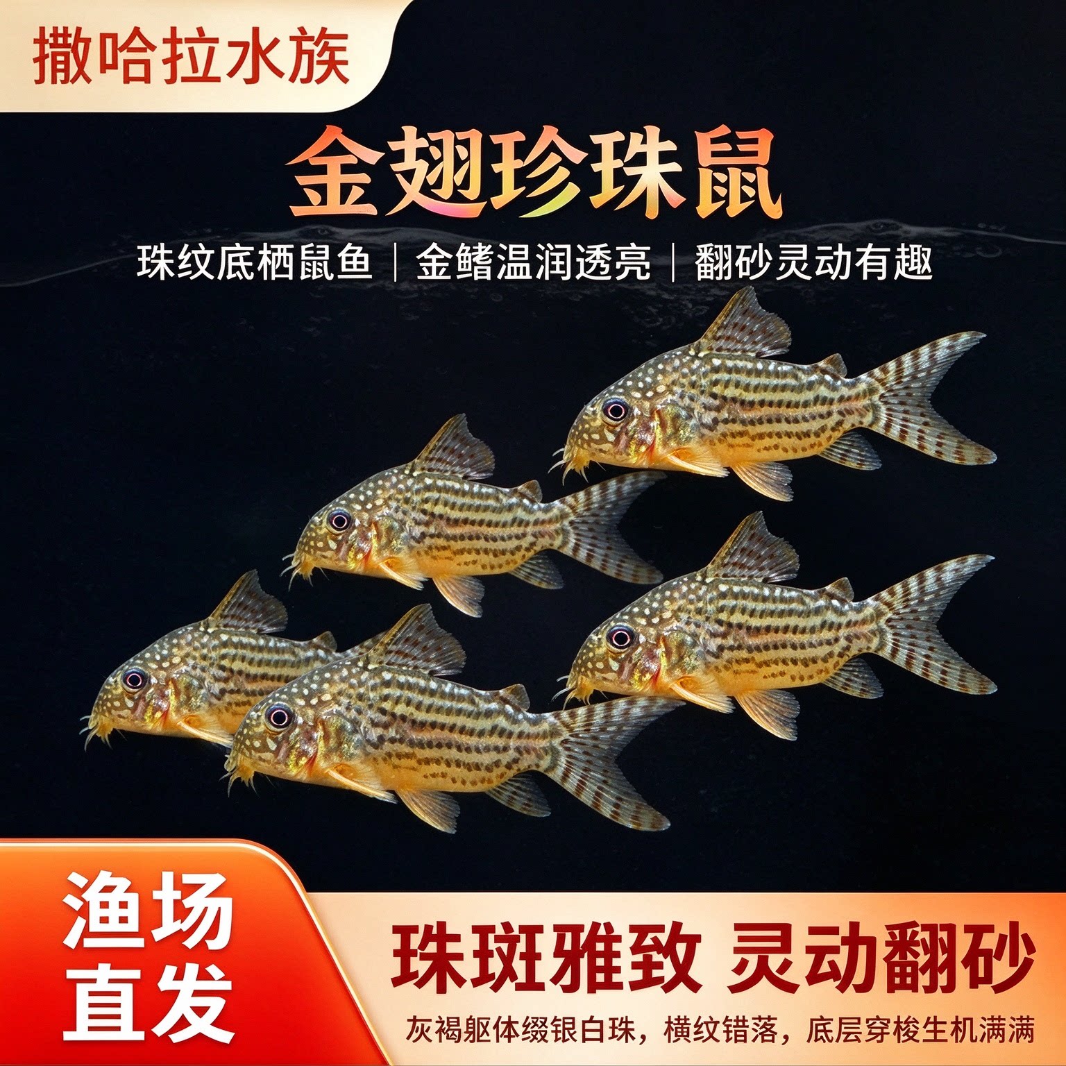 金翅珍珠鼠鱼种鱼活体满天星水草缸鱼缸吃垃圾吃屎底层清洁工具鱼