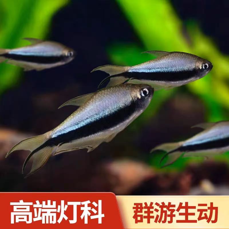 帝王灯鱼稀有水草缸观赏灯