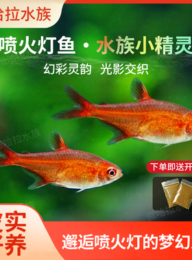 喷火灯鱼火焰灯鱼草缸淡水小型热带观赏鱼群游效果好橘帆梦幻灯鱼