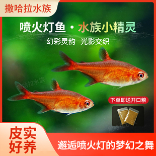 喷火灯鱼火焰灯鱼草缸淡水小型热带观赏鱼群游效果好橘帆梦幻灯鱼