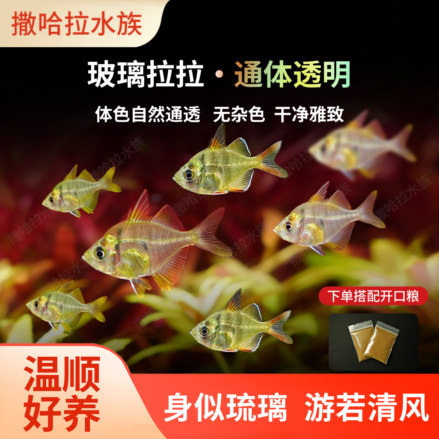 玻璃拉拉鱼透明鱼灯科鱼新手鱼玻璃猫热带鱼观赏鱼活体淡水草缸鱼