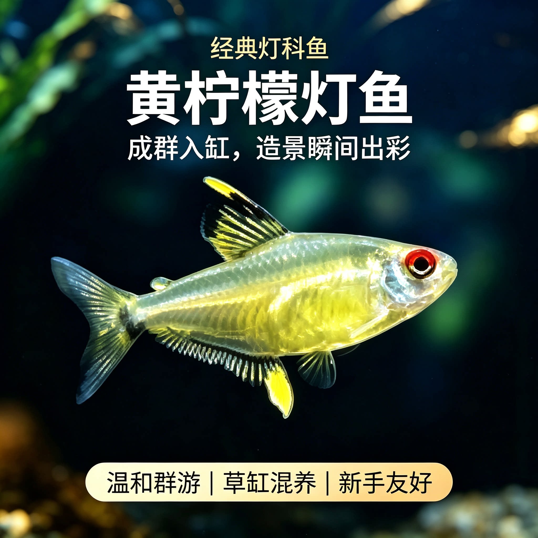 柠檬灯鱼超级柠檬灯隆背柠檬灯群游鱼热带鱼观赏鱼淡水草缸小型鱼