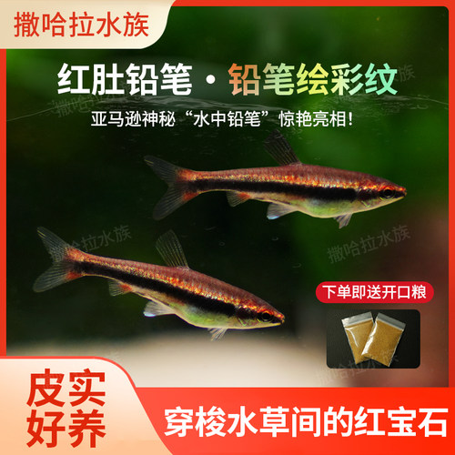 红肚铅笔观赏鱼草缸群游吃藻苔藓