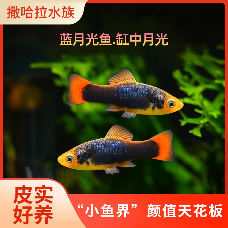 蓝月光鱼热带淡水观赏鱼