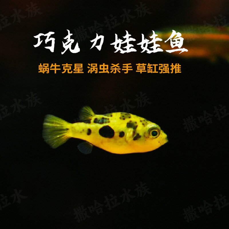 巧克力娃娃鱼迷你潜水艇蜗虫除螺草缸吃螺除螺高手观赏鱼热带鱼