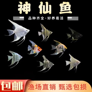 神仙鱼燕鱼淡水好养七彩神仙熊猫神仙热带热带斑马神仙埃及鱼热带