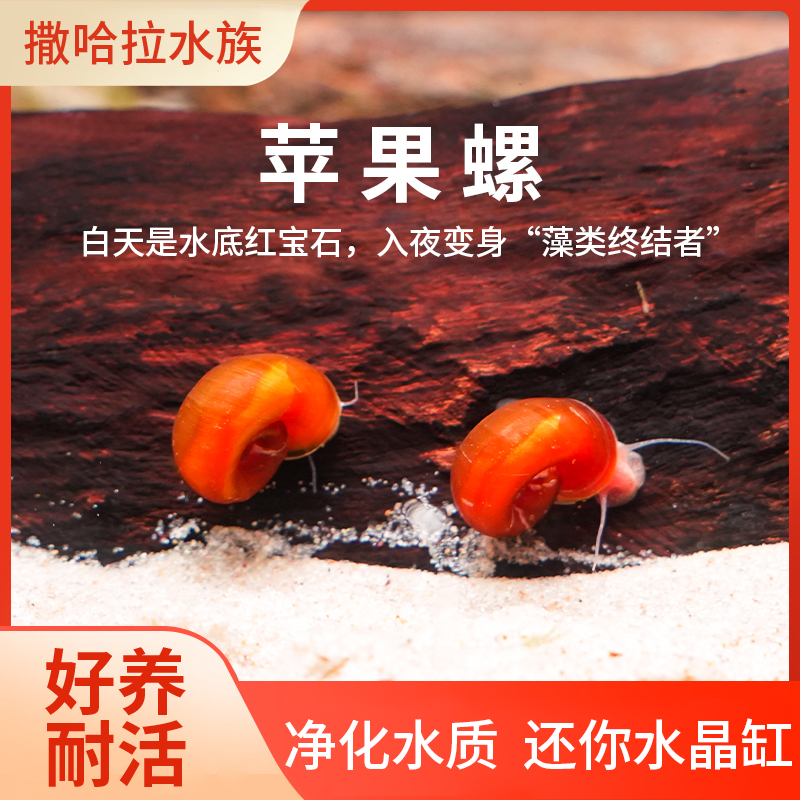 苹果螺除藻神器套餐地图螺杂螺