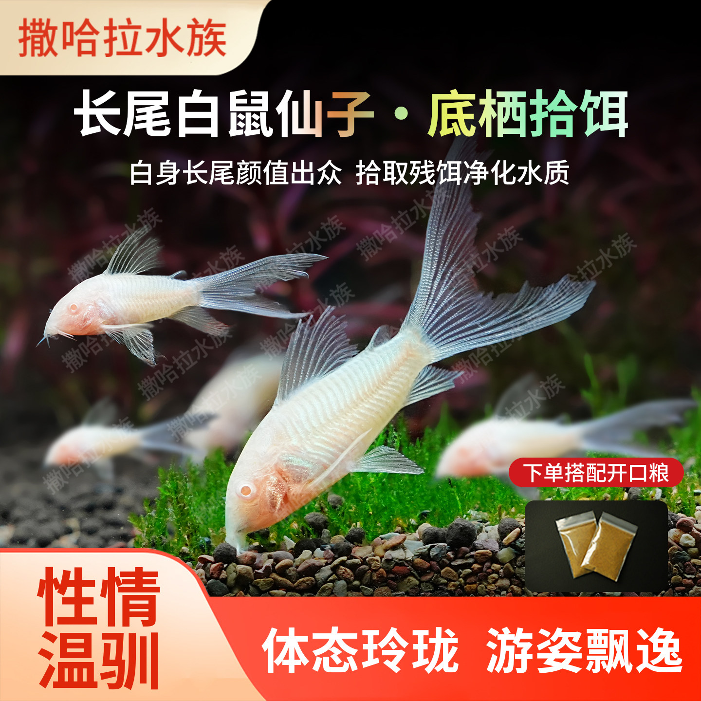 长尾白鼠仙子热带观赏工具鱼高鳍白老鼠吃残渣粪便清洁除藻工具鱼