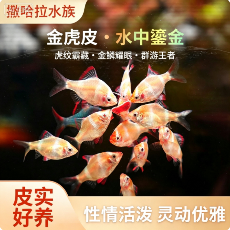 鱼虎皮鱼观赏鱼热带鱼