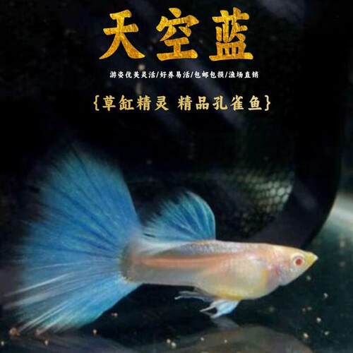 天空蓝孔雀鱼热带观赏鱼活体带孕母鱼小型淡水鱼凤尾鱼好养耐活鱼