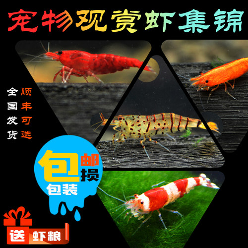 观赏宠物虾包邮宠物虾观赏虾活体