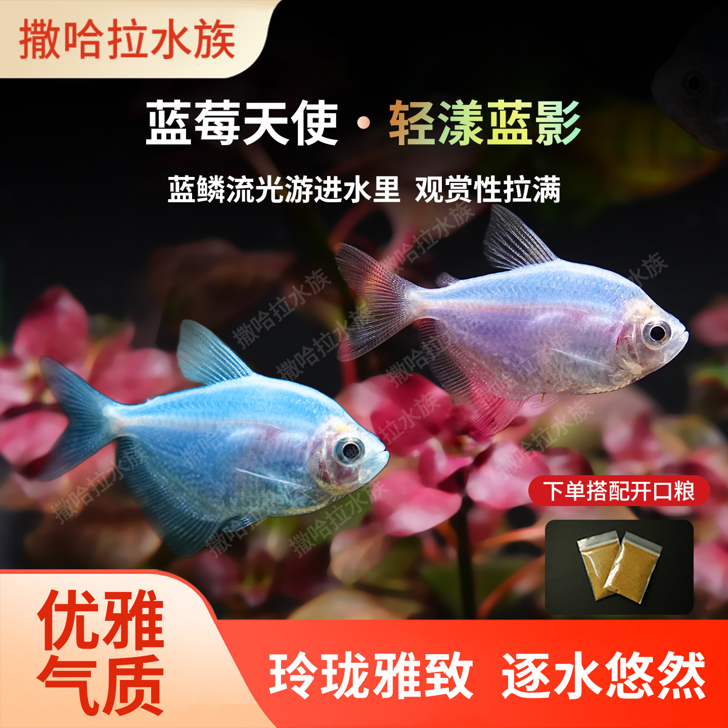 蓝莓天使鱼热带观赏鱼草缸群游鱼淡水小型鱼活体好养耐活耐天使鱼