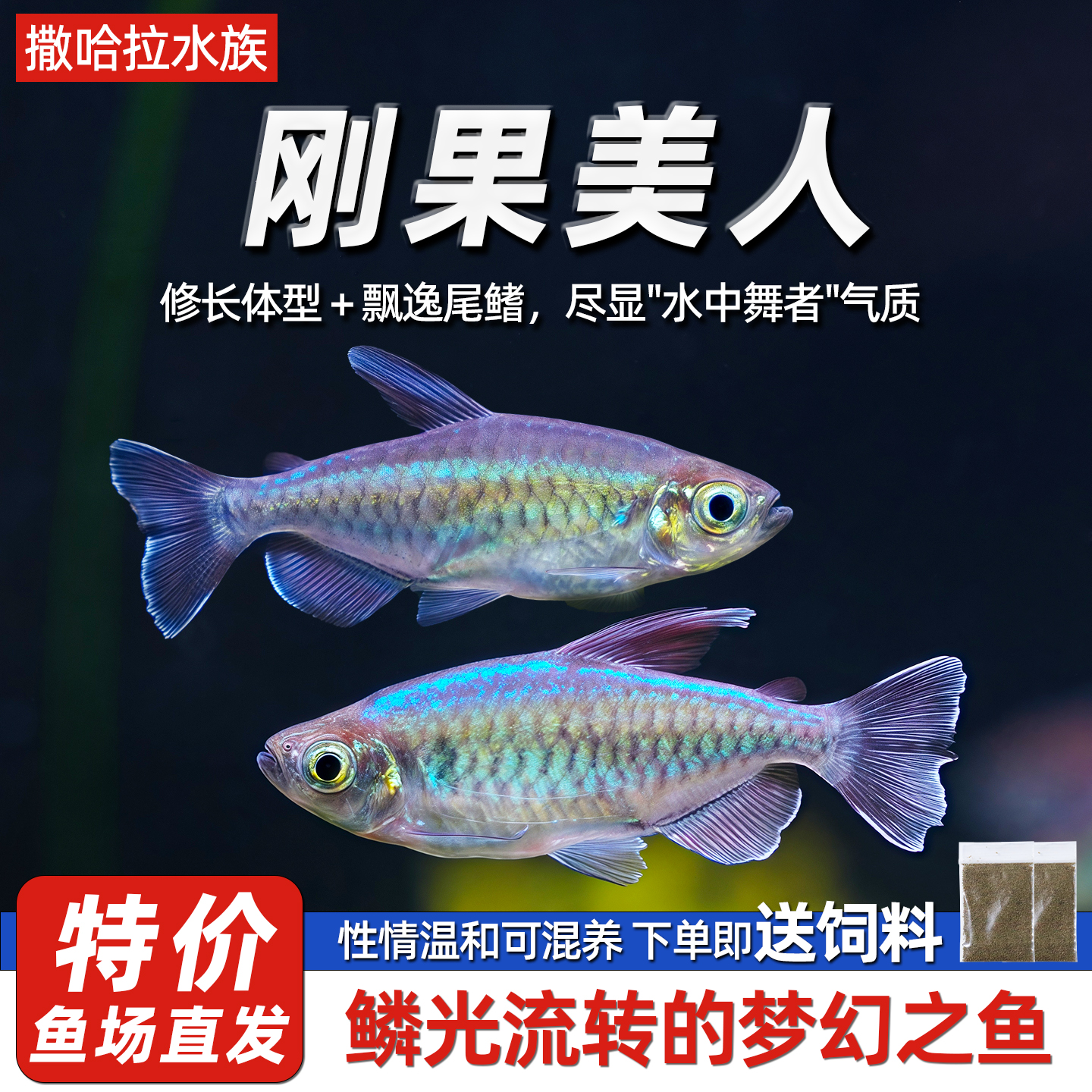 活体非洲南美缸中型鱼