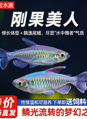 刚果美人活体加拉辛鱼非洲灯鱼南美缸鱼刚果鱼美人鱼扯旗鱼中型鱼