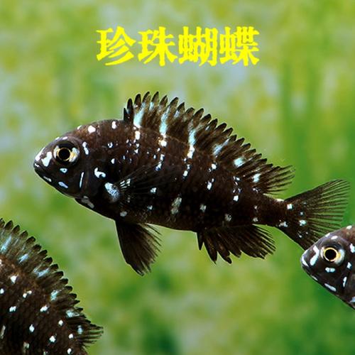 进口三湖慈鲷鱼珍珠蝴蝶鱼