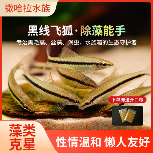 飞狐一线清洁工具鱼黑毛嫩芽除藻