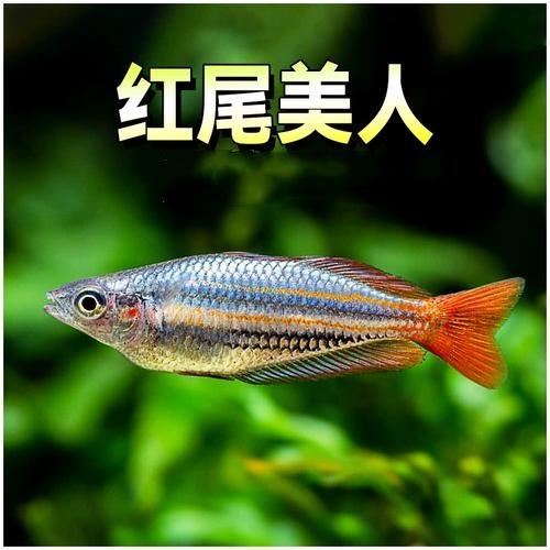 红尾美人鱼易养耐寒淡水鱼