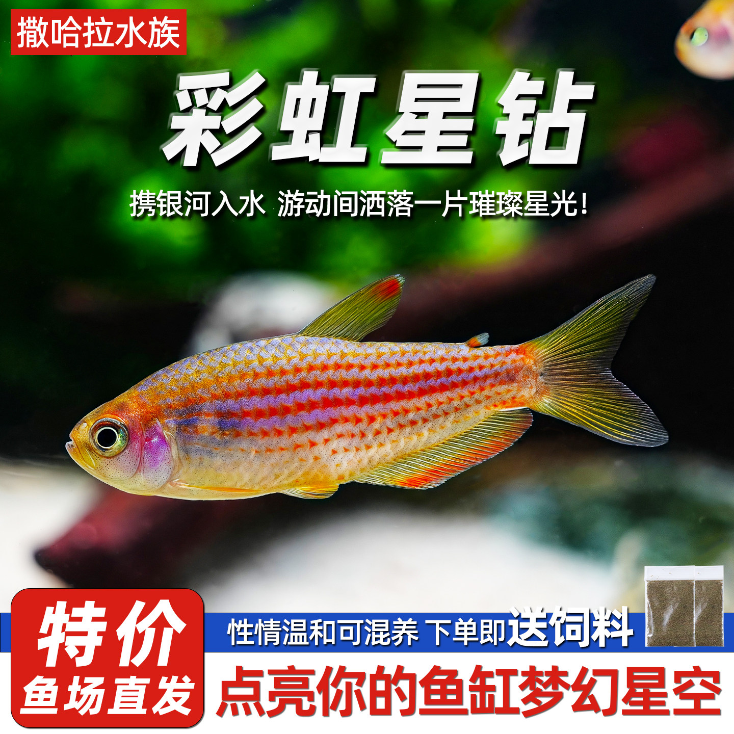 彩虹星钻热带淡水观赏鱼