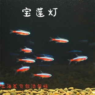 宝莲灯鱼进口大号巴西宝莲灯红绿灯科鱼小型热带观赏鱼草缸群游鱼