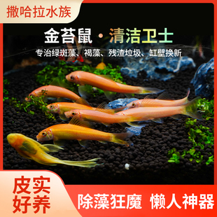 金苔鼠清洁鱼大小号热带观赏鱼大号清道夫鱼缸除藻吃屎底栖工具鱼