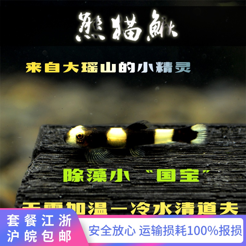 熊猫鳅黑白鳅热带鱼观赏鱼草缸除藻工具鱼可与观赏虾小型鱼混养在类目 宠物/宠物食品及用品, 水族世界, 鱼中 - 来自Buy2taobao.com提供专业的淘宝代购服务
