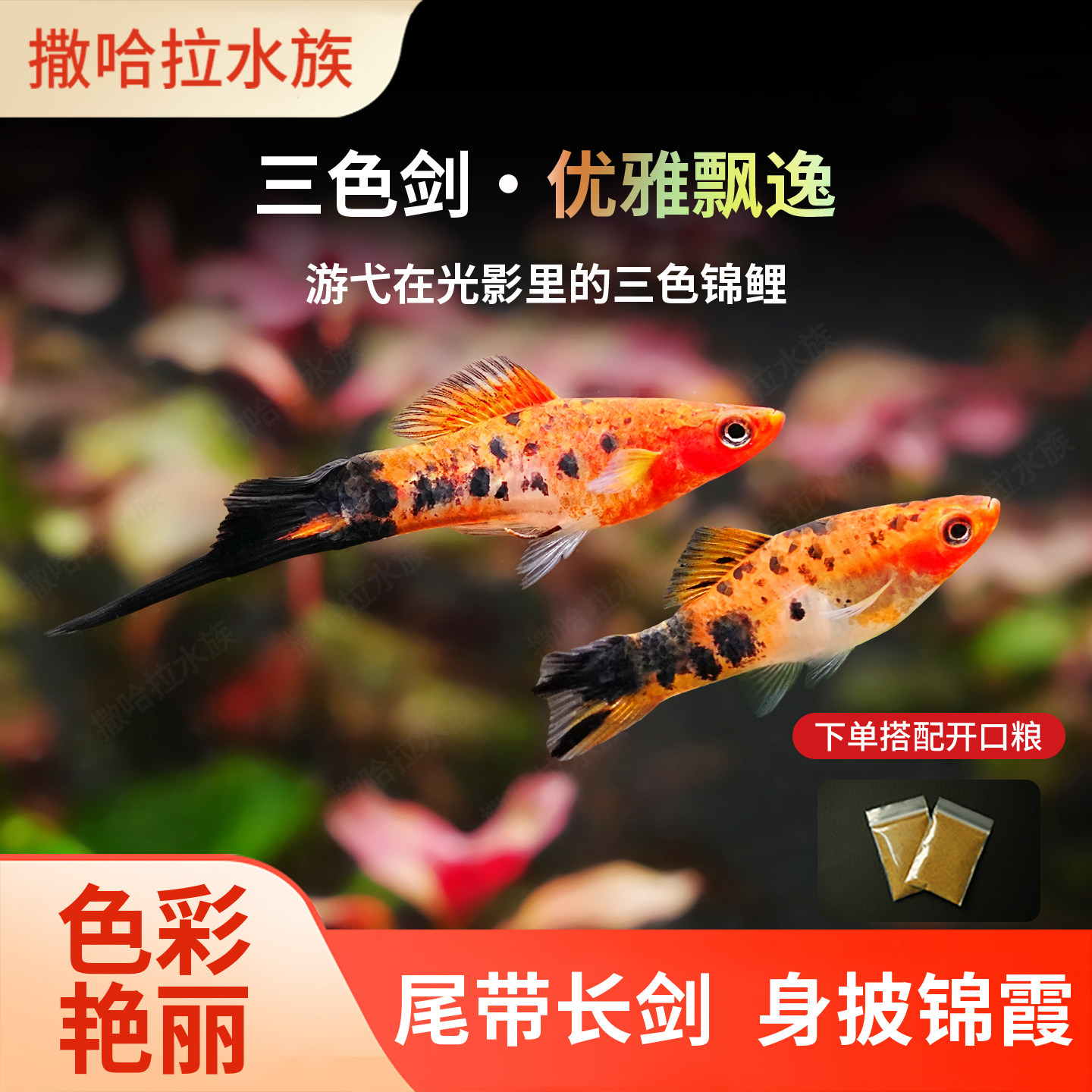 三色剑玛丽鱼红箭红玛丽
