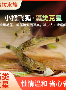 小猴飞狐 草缸除藻鱼活体 热带鱼 工具鱼缸清道夫 活体草缸小精灵