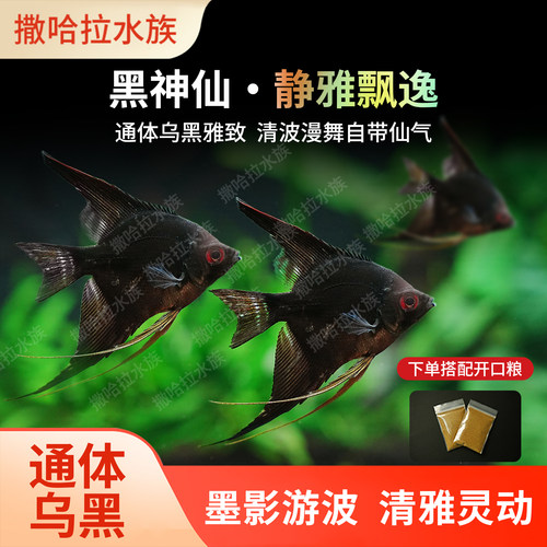 墨燕鱼水草缸淡水热带鱼观赏鱼招财神仙鱼墨黑仙燕子鱼宠物鱼活体