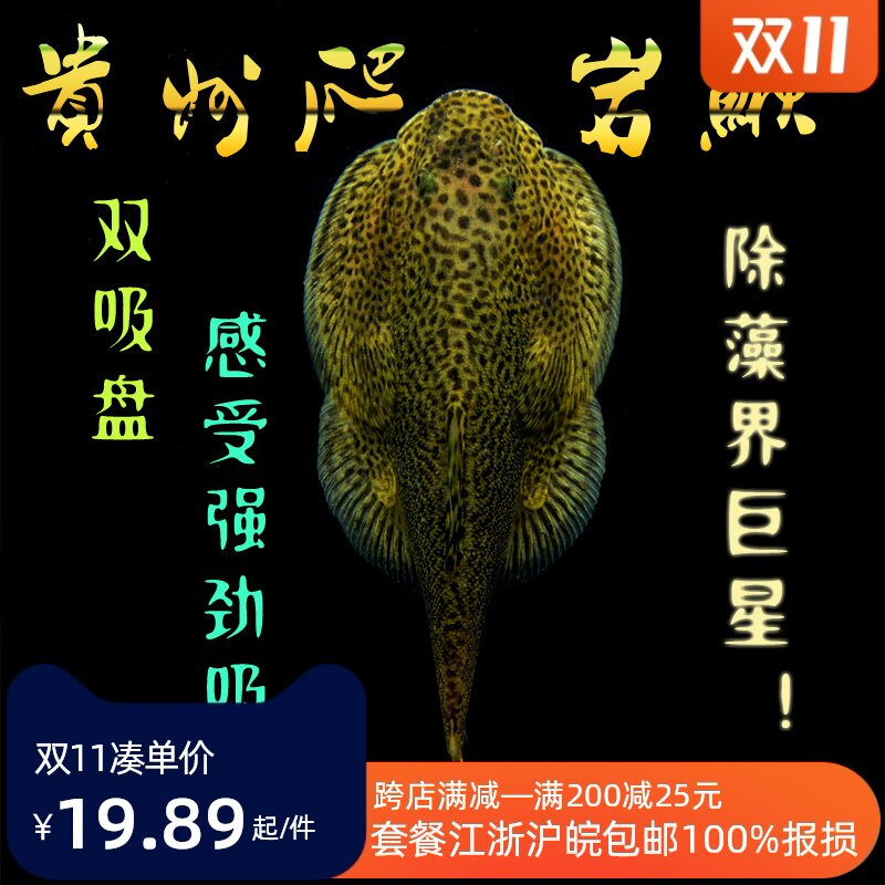 鳅贵州爬岩鳅琵琶鱼小提琴鱼清道夫双吸盘鱼除藻贵爬鱼活体冷水鱼在类目 宠物/宠物食品及用品, 水族世界, 鱼中 - 来自Buy2taobao.com提供专业的淘宝代购服务