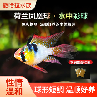 荷兰凤凰球蓝波子阿凡达短雕金波子热带观赏鱼小型鱼活体宠物鱼
